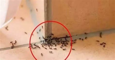 門高尺寸 螞蟻突然出現原因